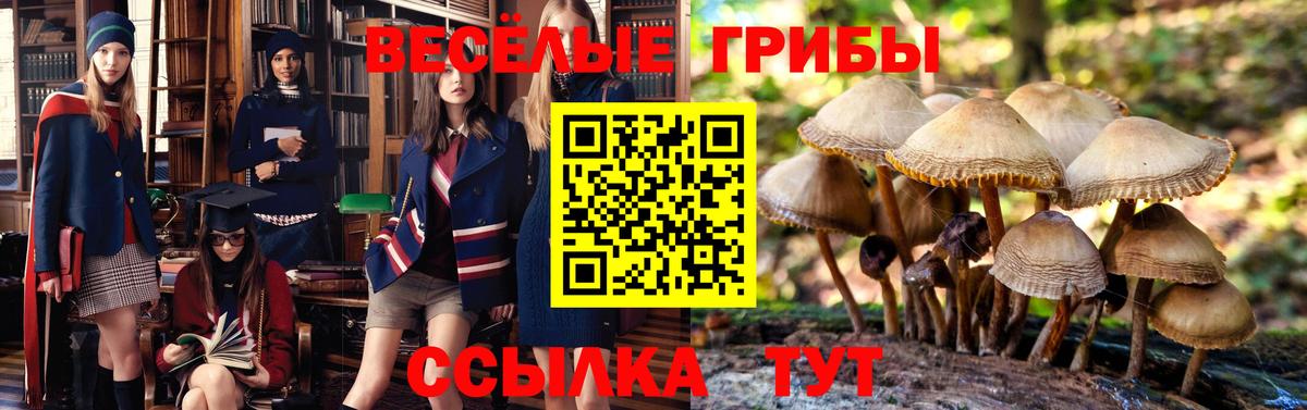 цены наркотик  Псилоцибиновые грибы мицелий  Вход с VPN  Сертолово 